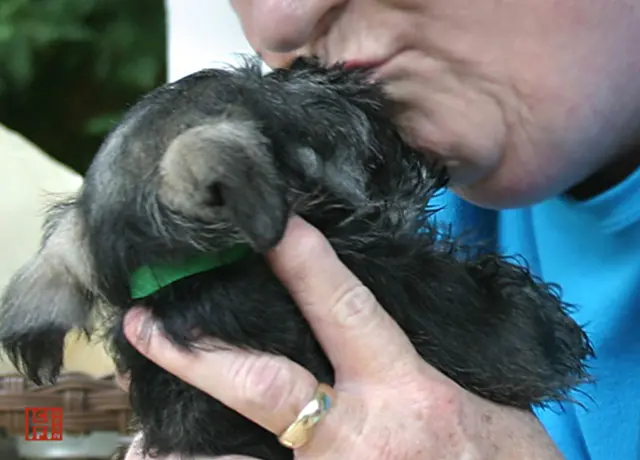 A person holding onto a baby monkey