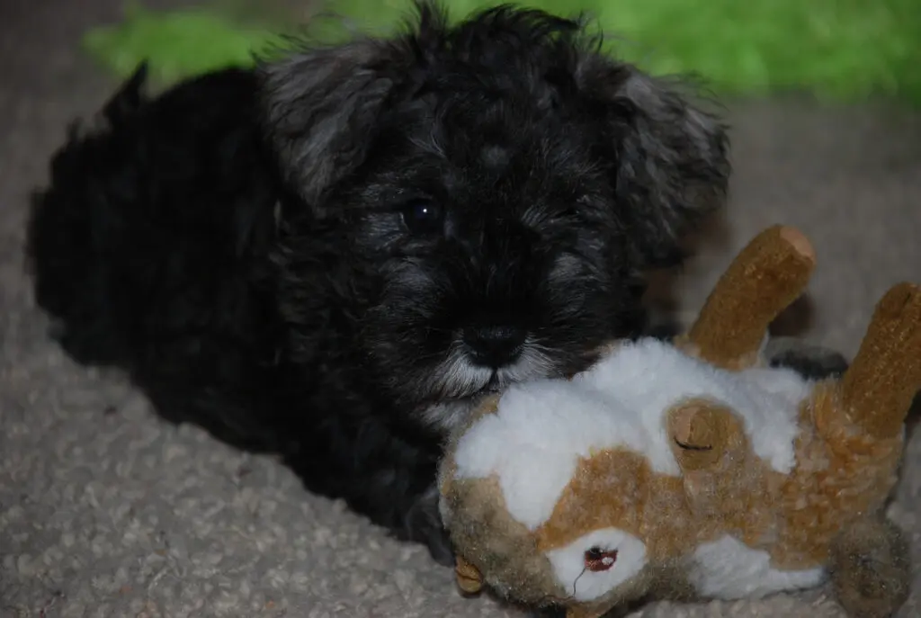 A small black dog laying on the ground with its head on a stuffed animal.