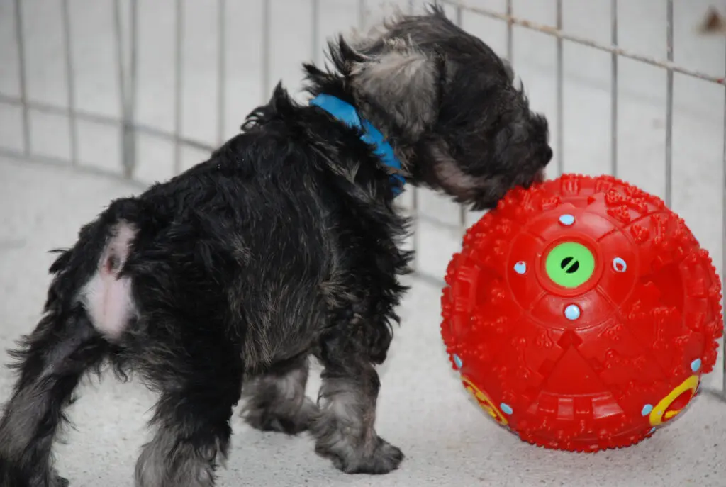 A small dog is chewing on the ball.