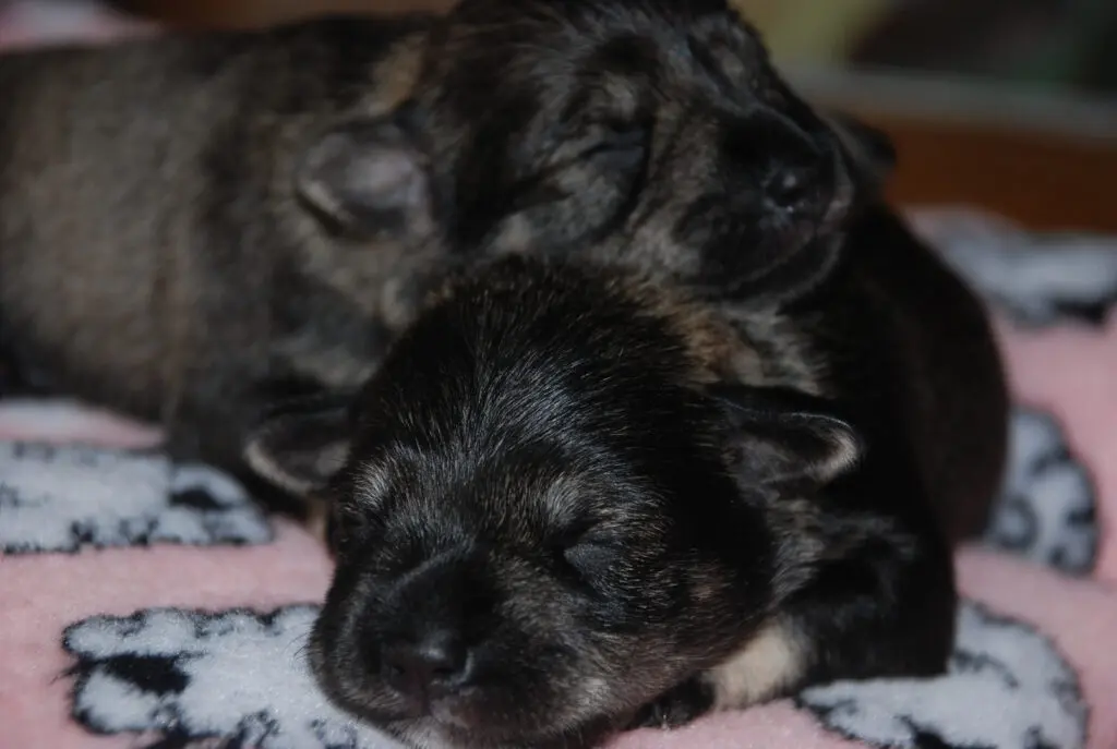 Two puppies sleeping on a blanket in the sun.