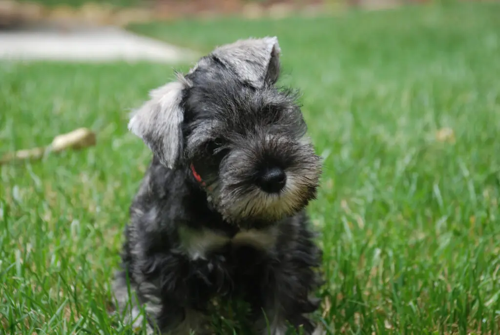 A small dog is standing in the grass.