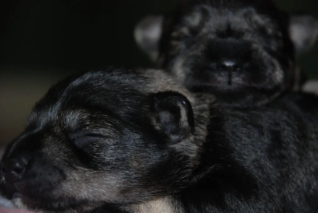 A close up of two dogs sleeping together