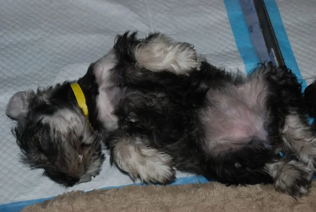 A black and white dog laying on its back