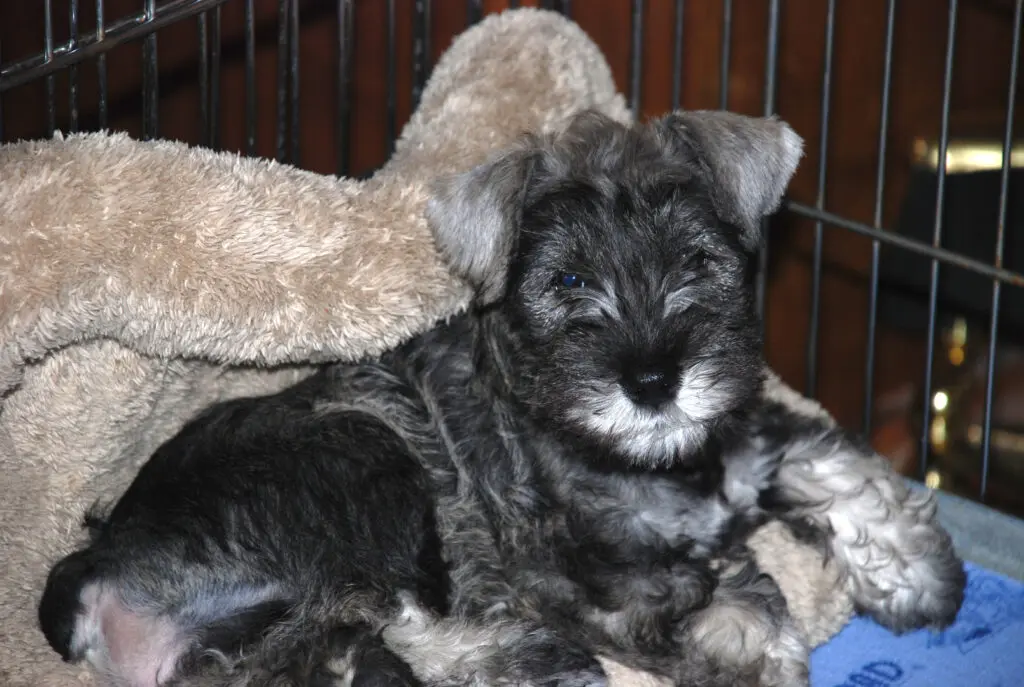 A small dog sitting in its cage on the floor