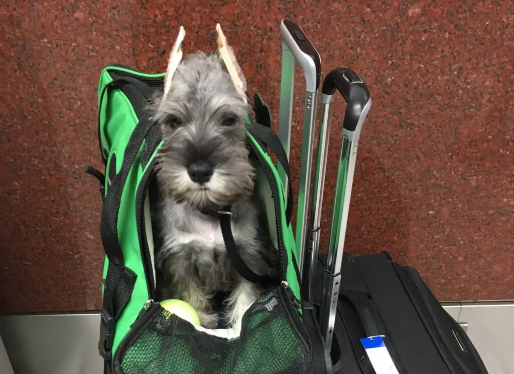 A dog sitting in the back of a bag.