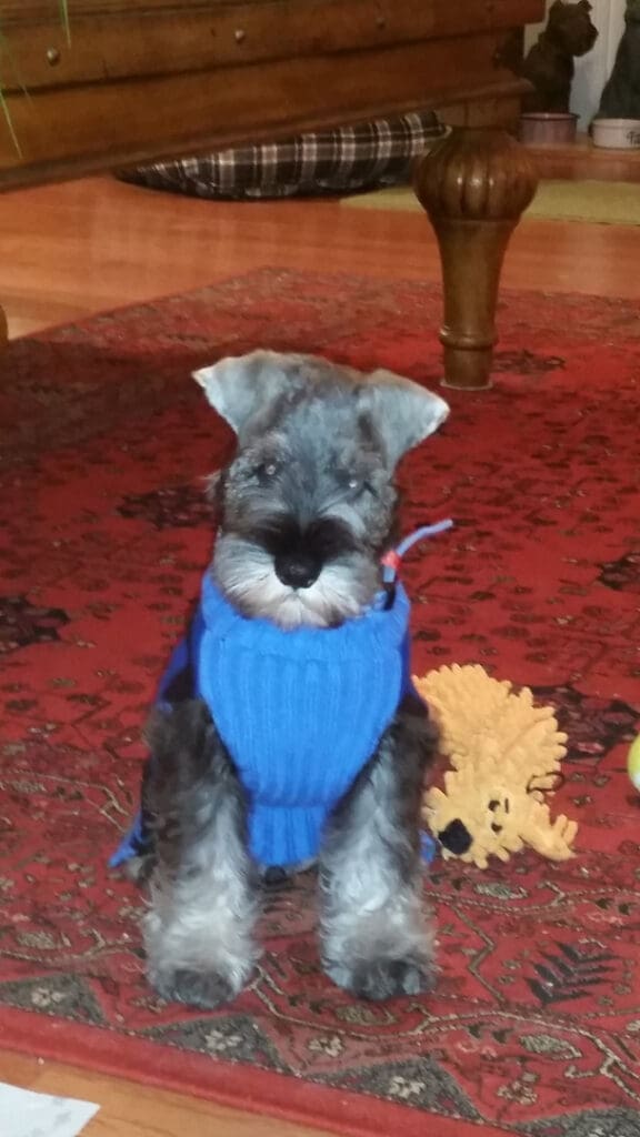 A small dog wearing a sweater on the floor