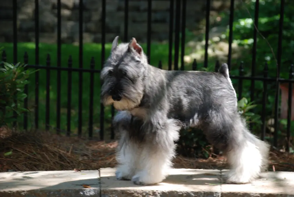 A small dog standing on top of a cement slab.