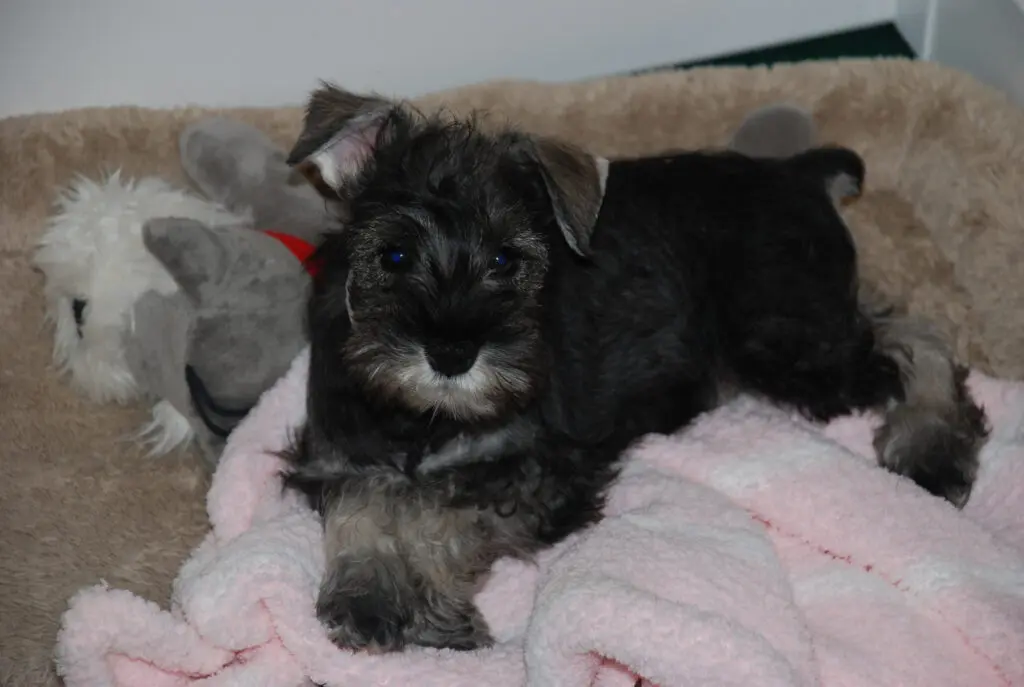 A small dog laying on top of a blanket.