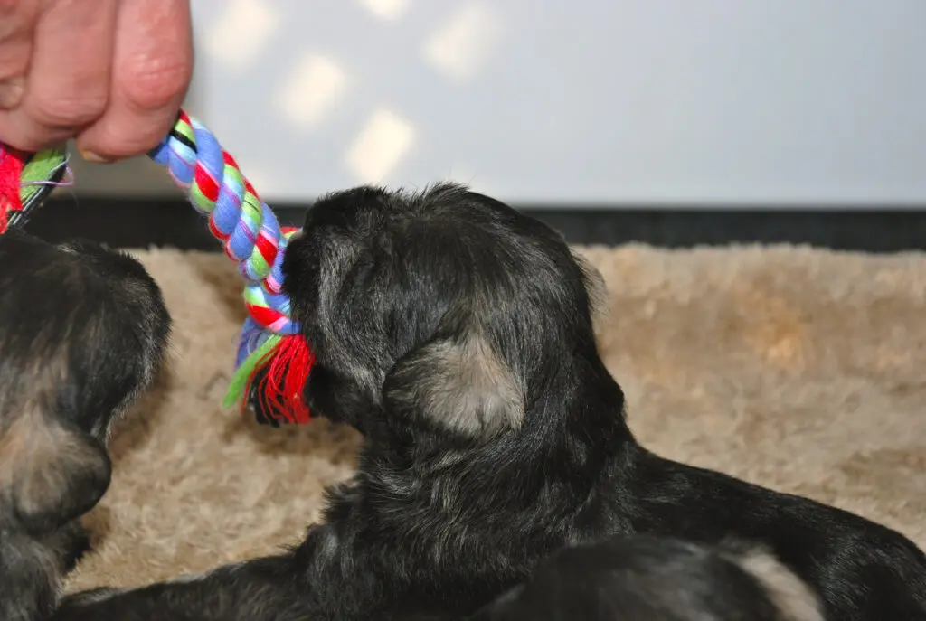 A black dog is chewing on a toy.