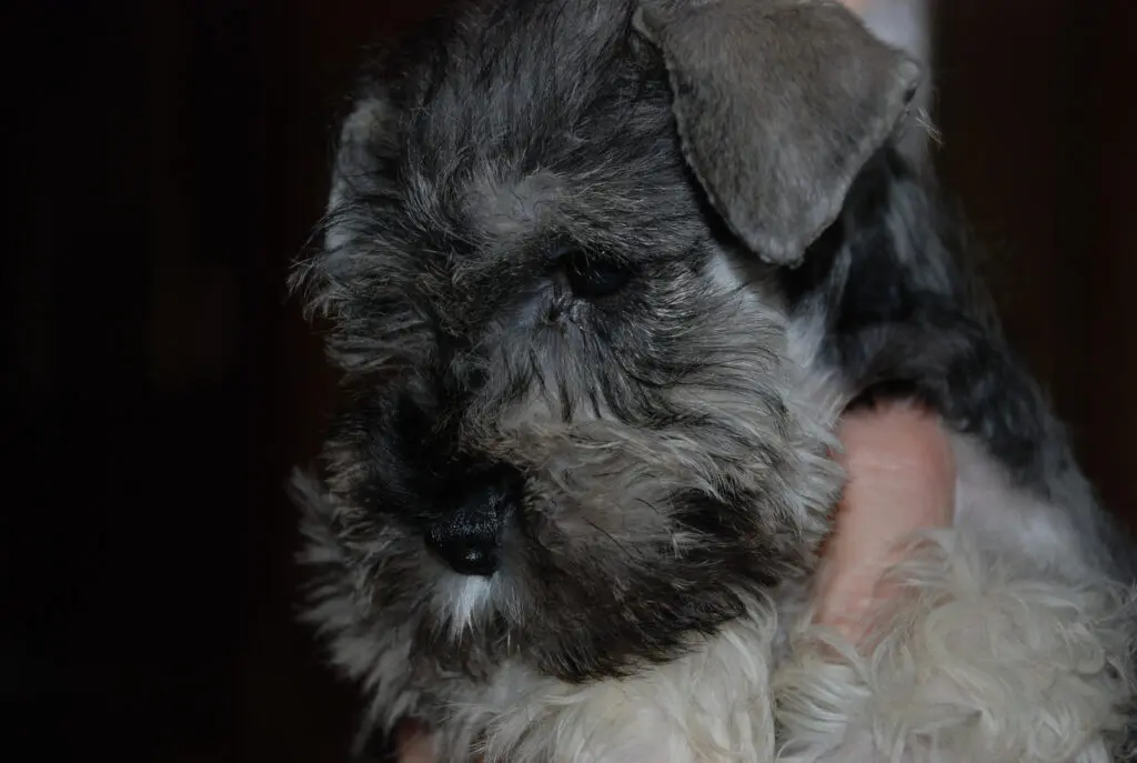 A close up of a dog 's face with its head in the hand.