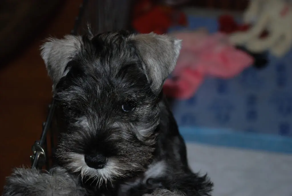 A small dog sitting on top of a bed.