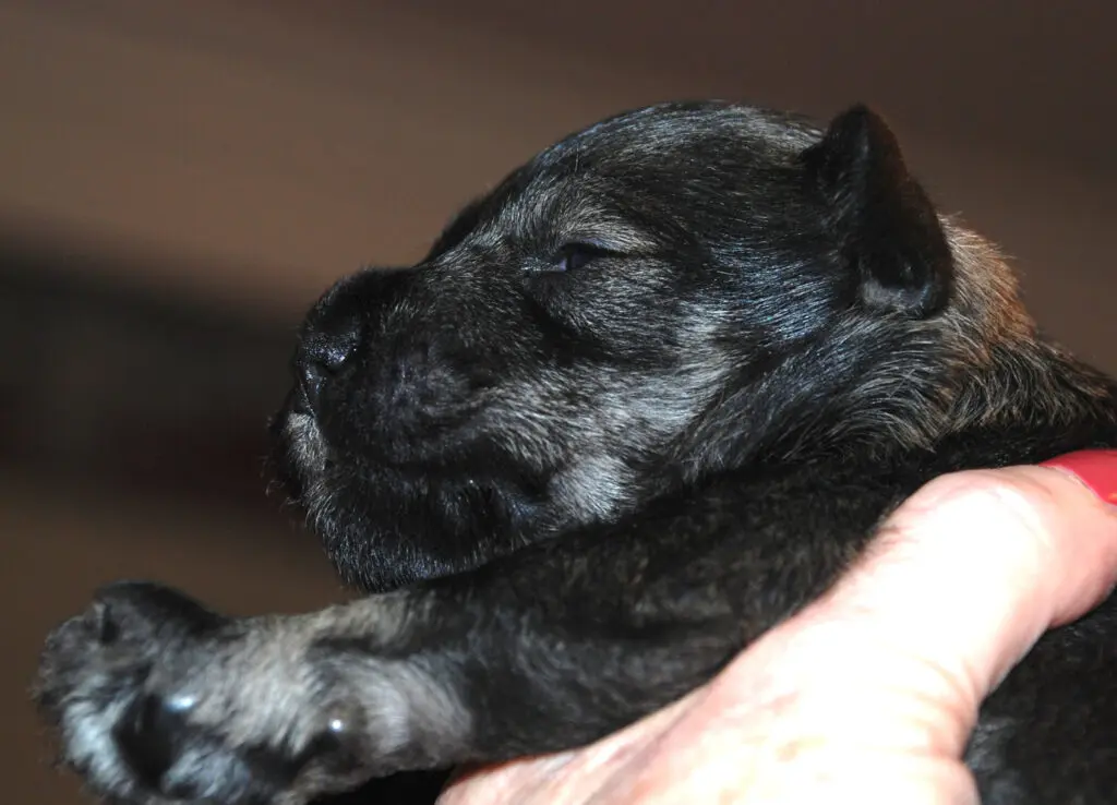 A close up of a dog 's face while laying on its owner