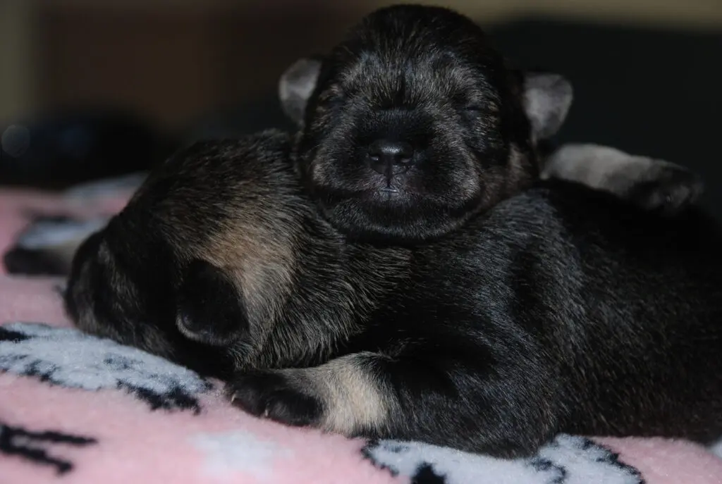 A black and white puppy sleeping on top of a blanket.