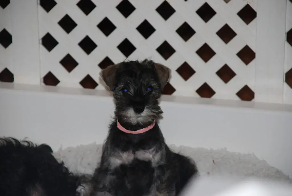 A small dog sitting on top of a white rug.