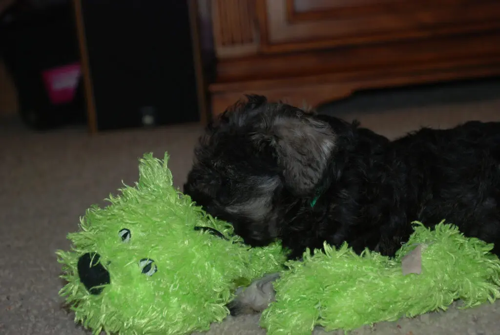 A black dog laying on the ground with its head in a green teddy bear.