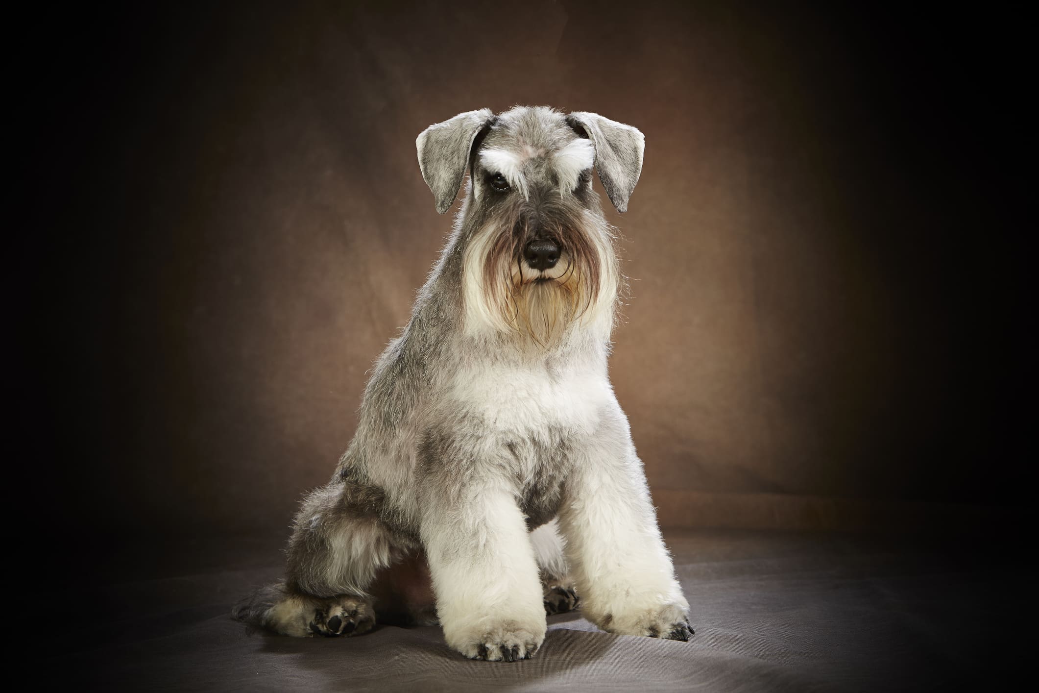 Snazzer Miniature Schnauzer Puppy - Legend's Miniature Schnauzers