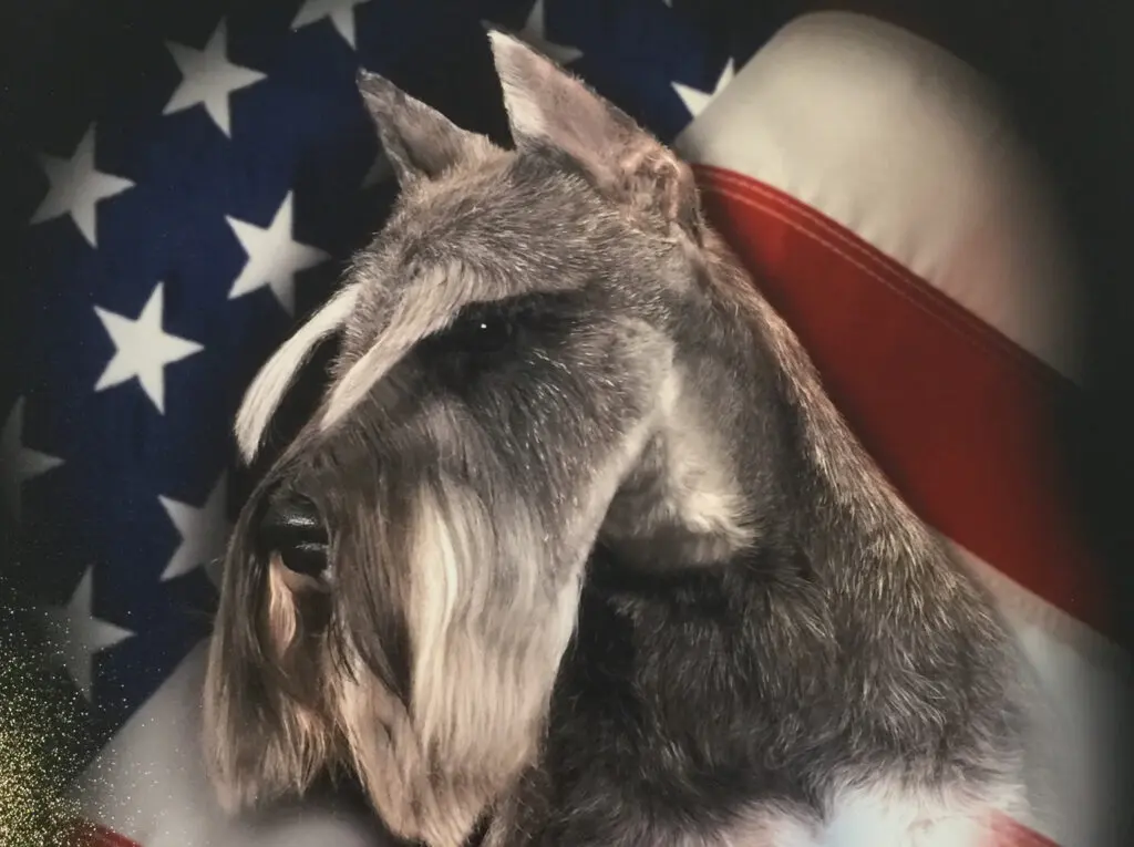 A dog with a hat on and an american flag behind it.