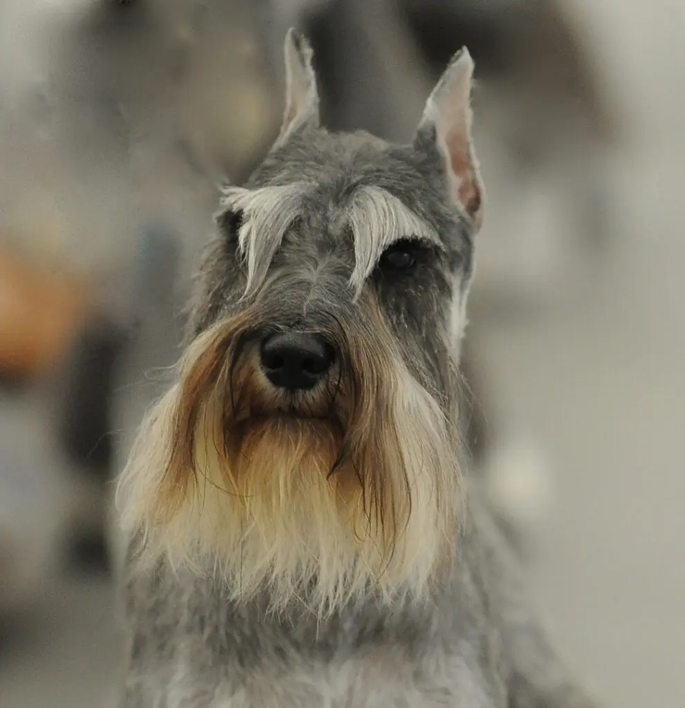 A close up of a dog 's face with other dogs in the background.