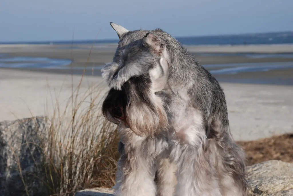 A dog sitting on the beach looking at something.