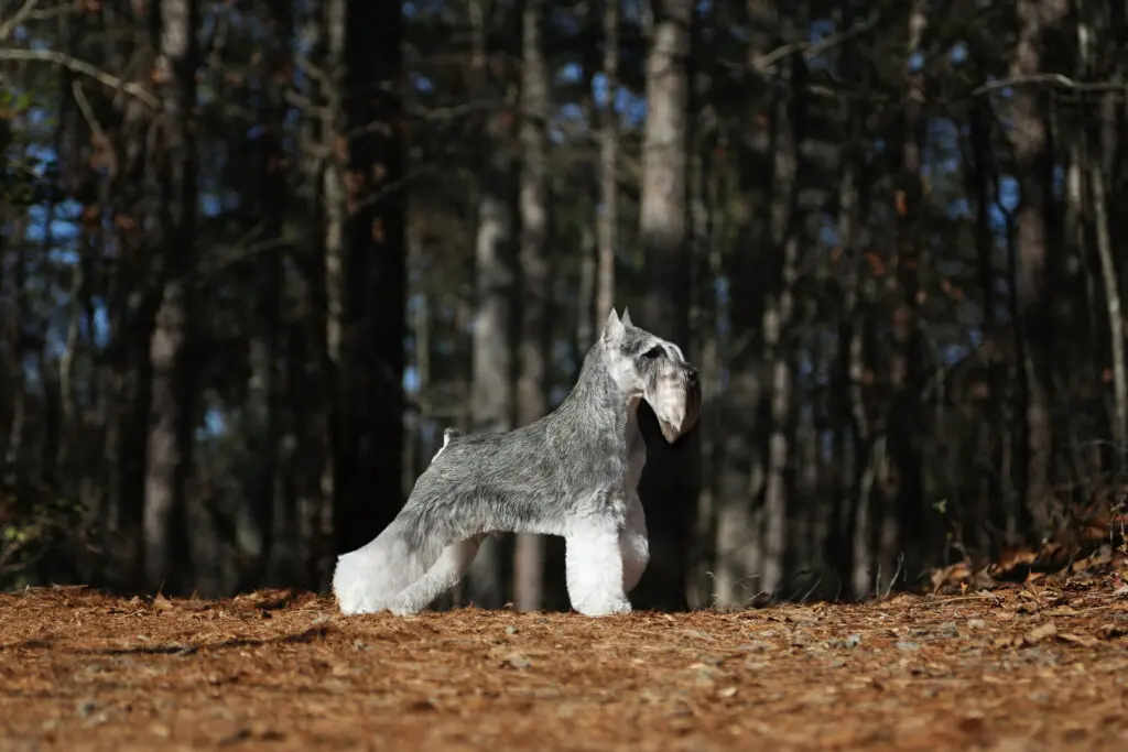 A small dog standing in the middle of a forest.