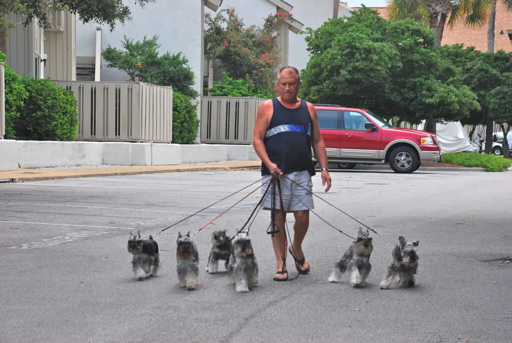 A man walking his dogs on two legs.