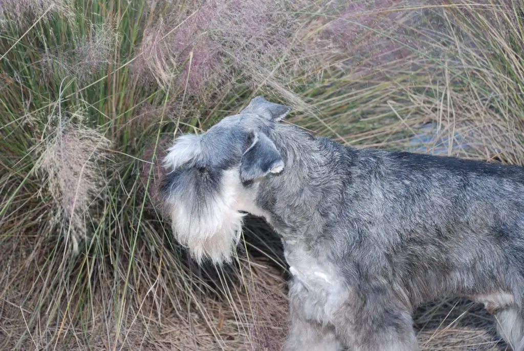 A dog is standing in the grass and looking at something.