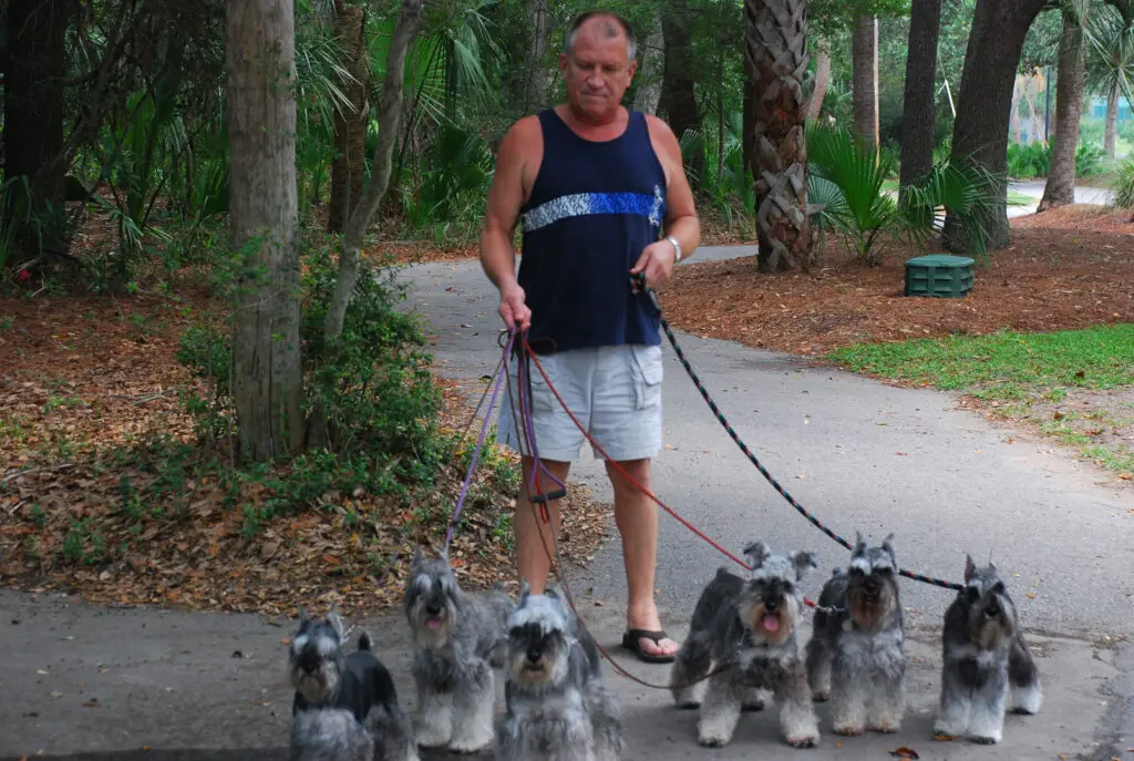 A man is walking his dogs on leashes.