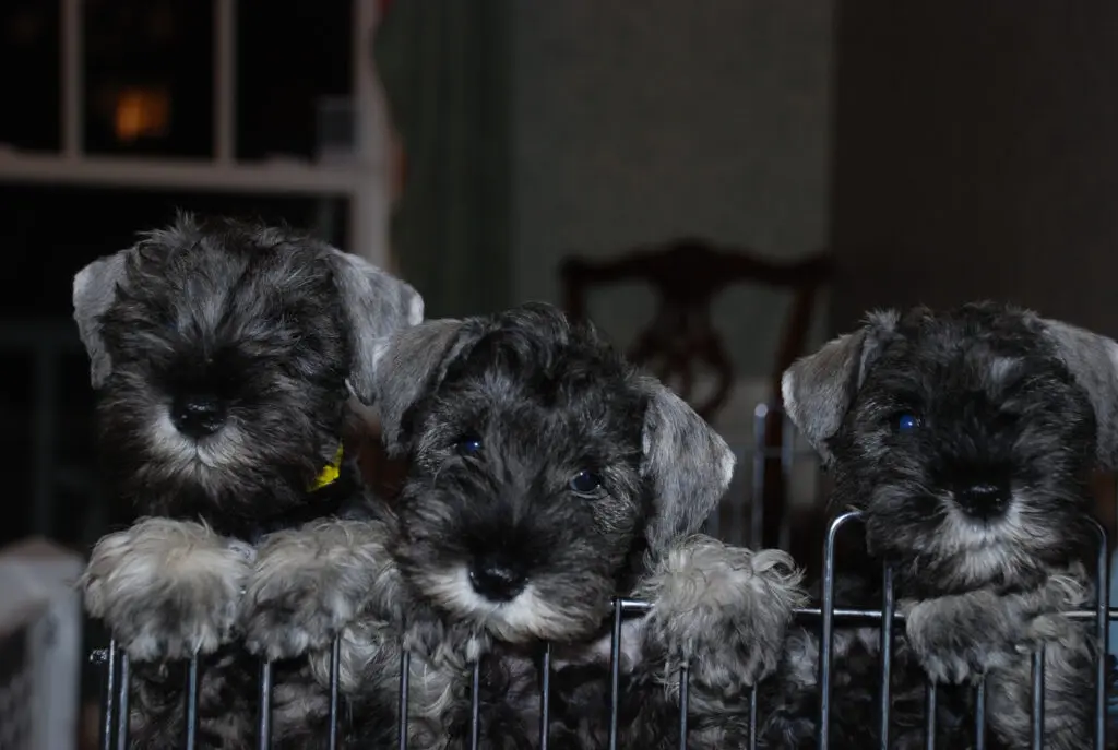 Three puppies are sitting in a wire fence.