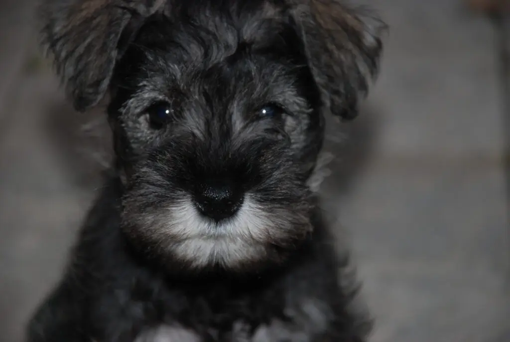 A small black dog with white fur looking at the camera.