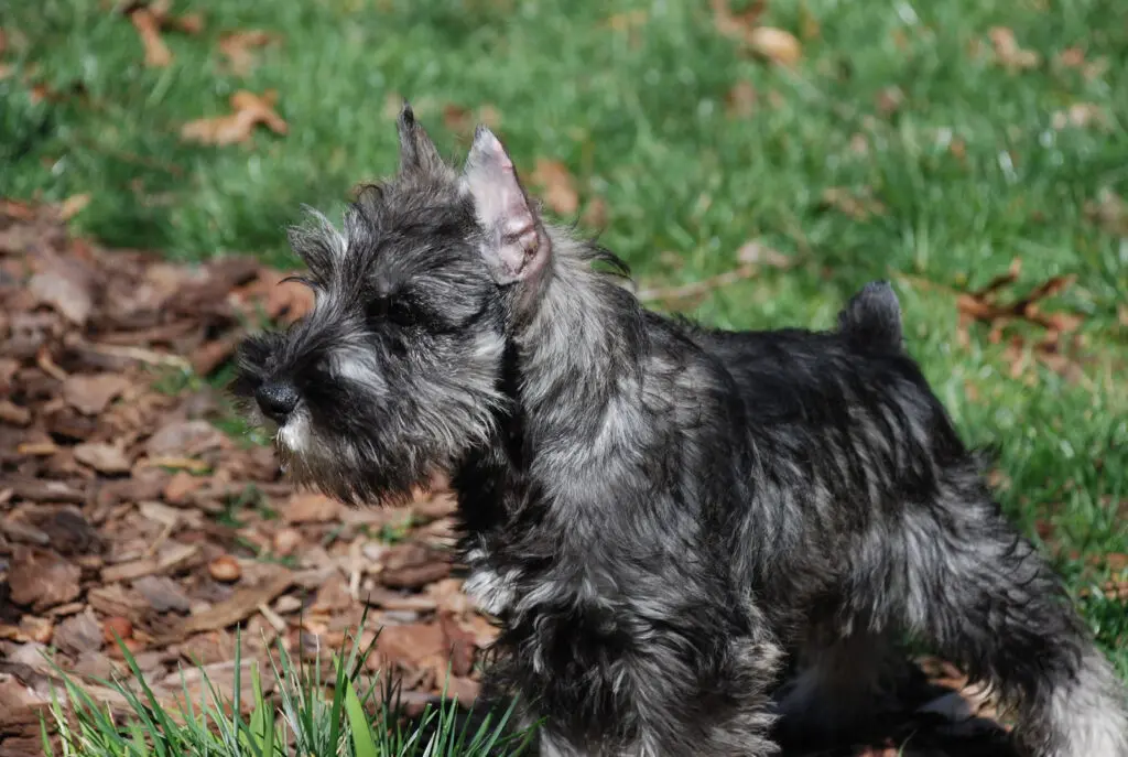 A small dog is standing in the grass.