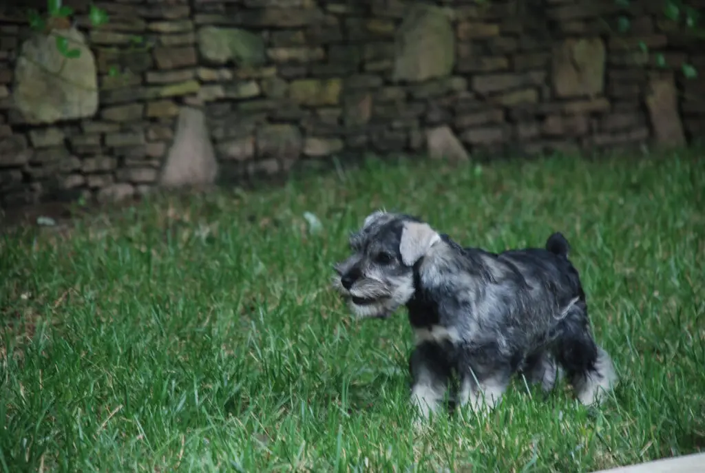 A small dog standing in the grass near some rocks.