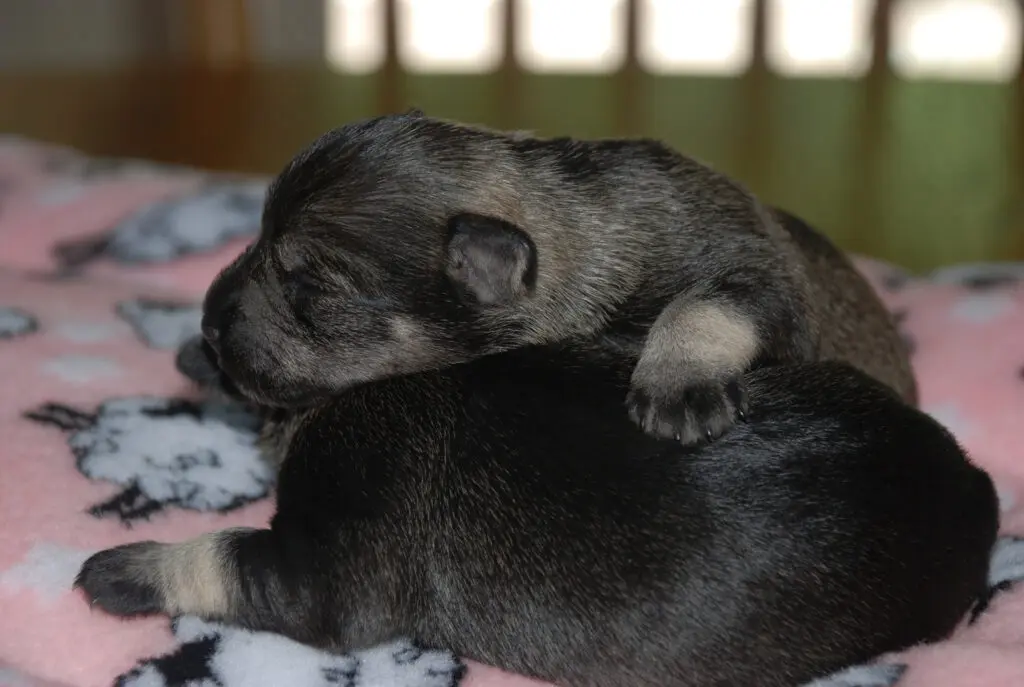 A cat and puppy sleeping on the bed.