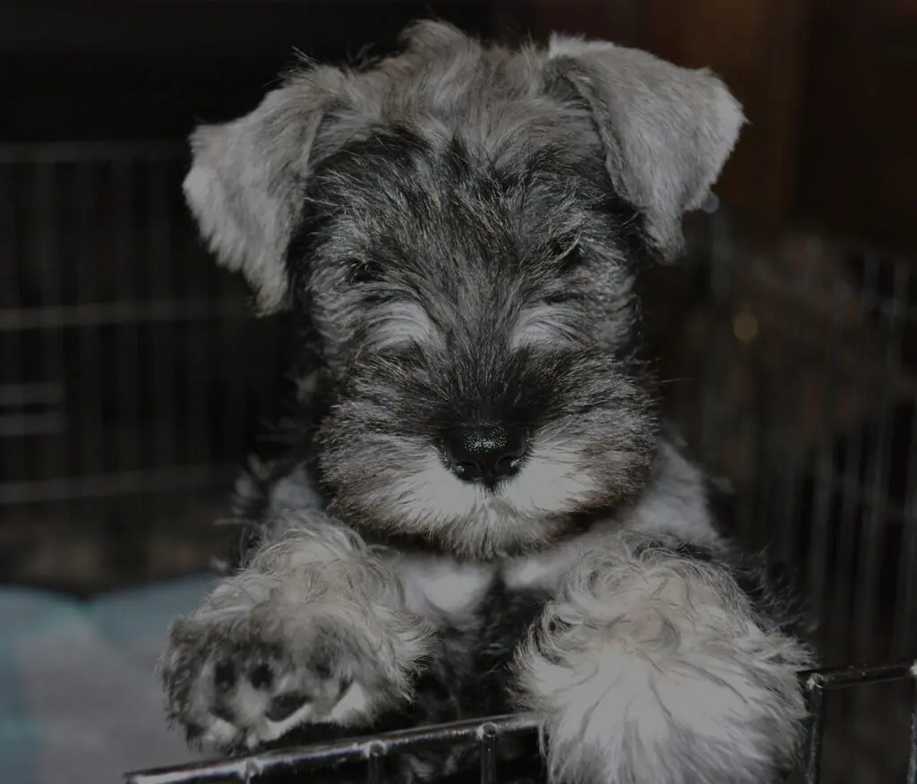 A small dog sitting in its cage looking at the camera.