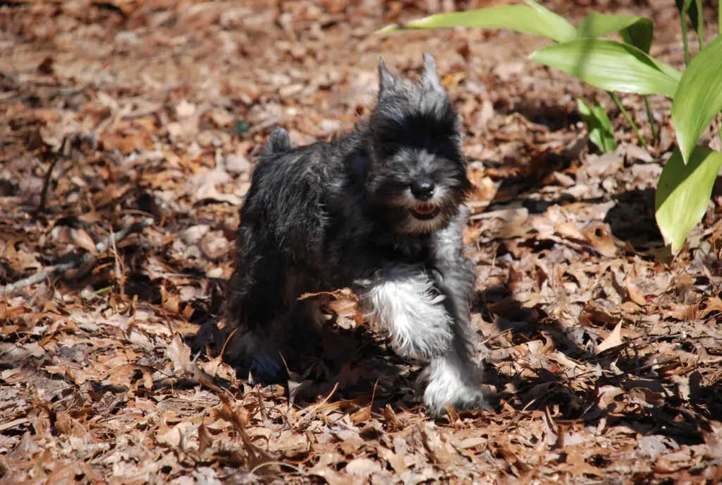 A small dog is running in the leaves.