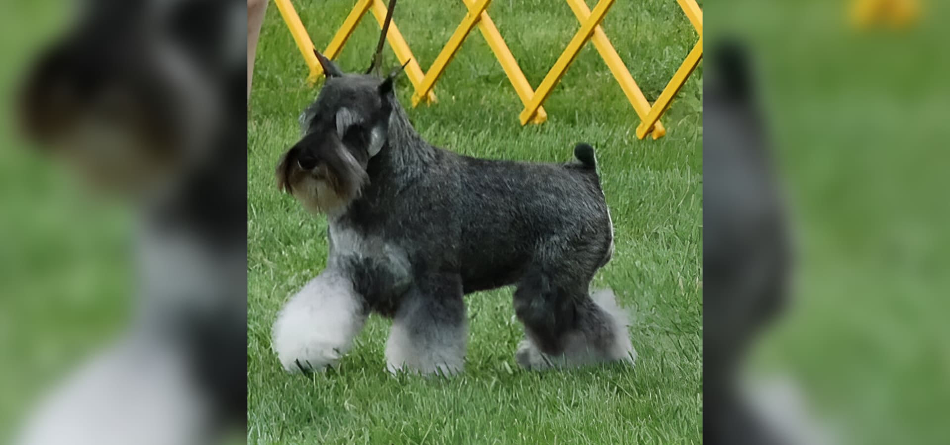 A black and white dog standing in the grass.