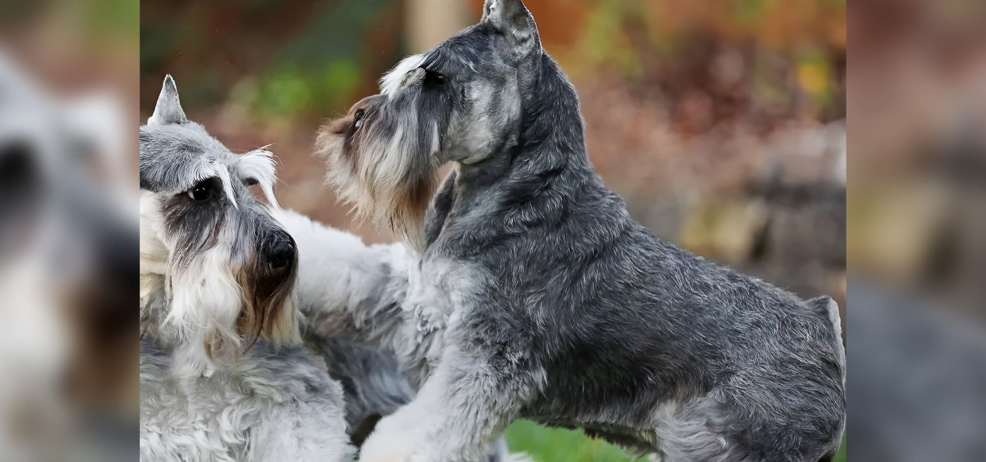 Two dogs are playing together in the grass.