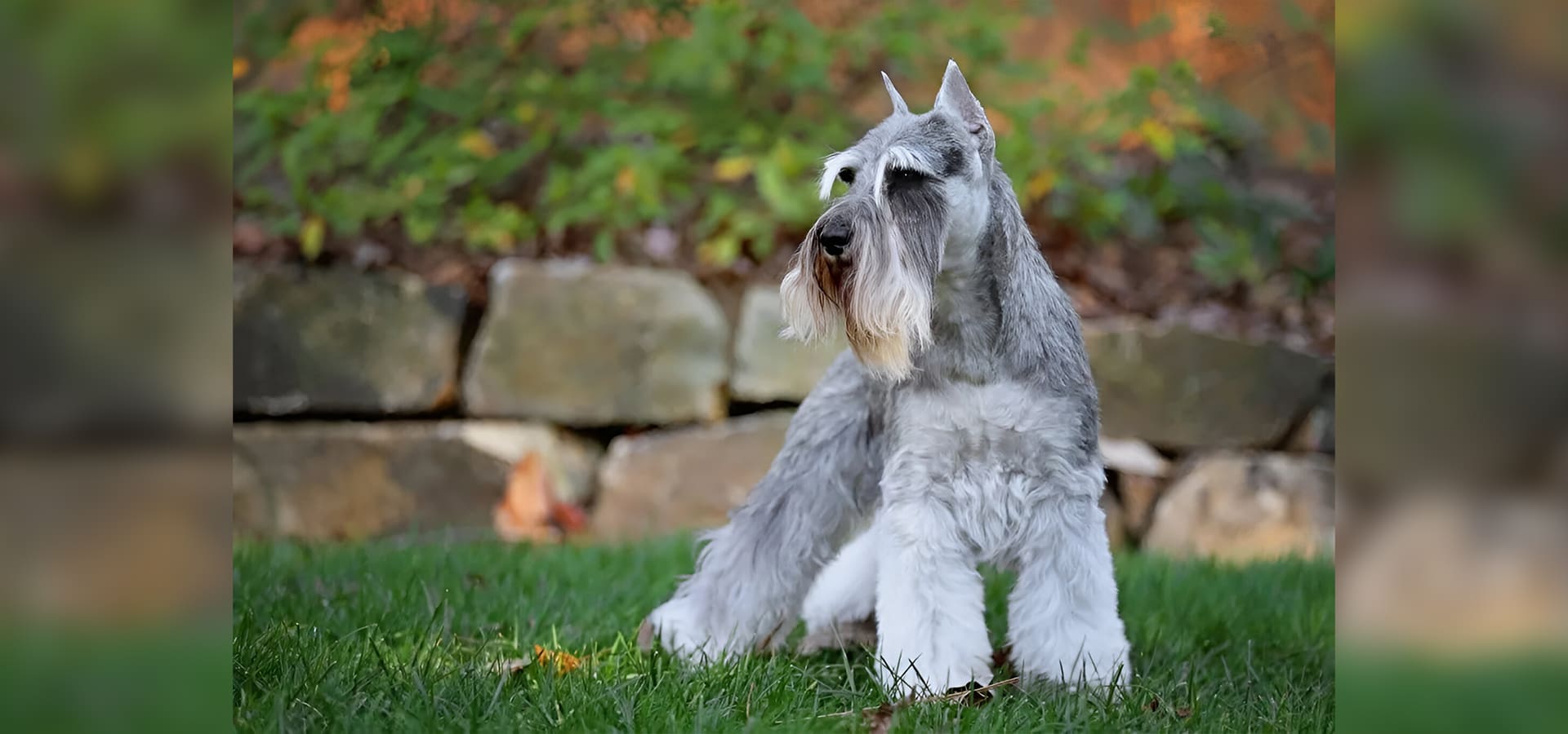 A dog sitting in the grass near some rocks.