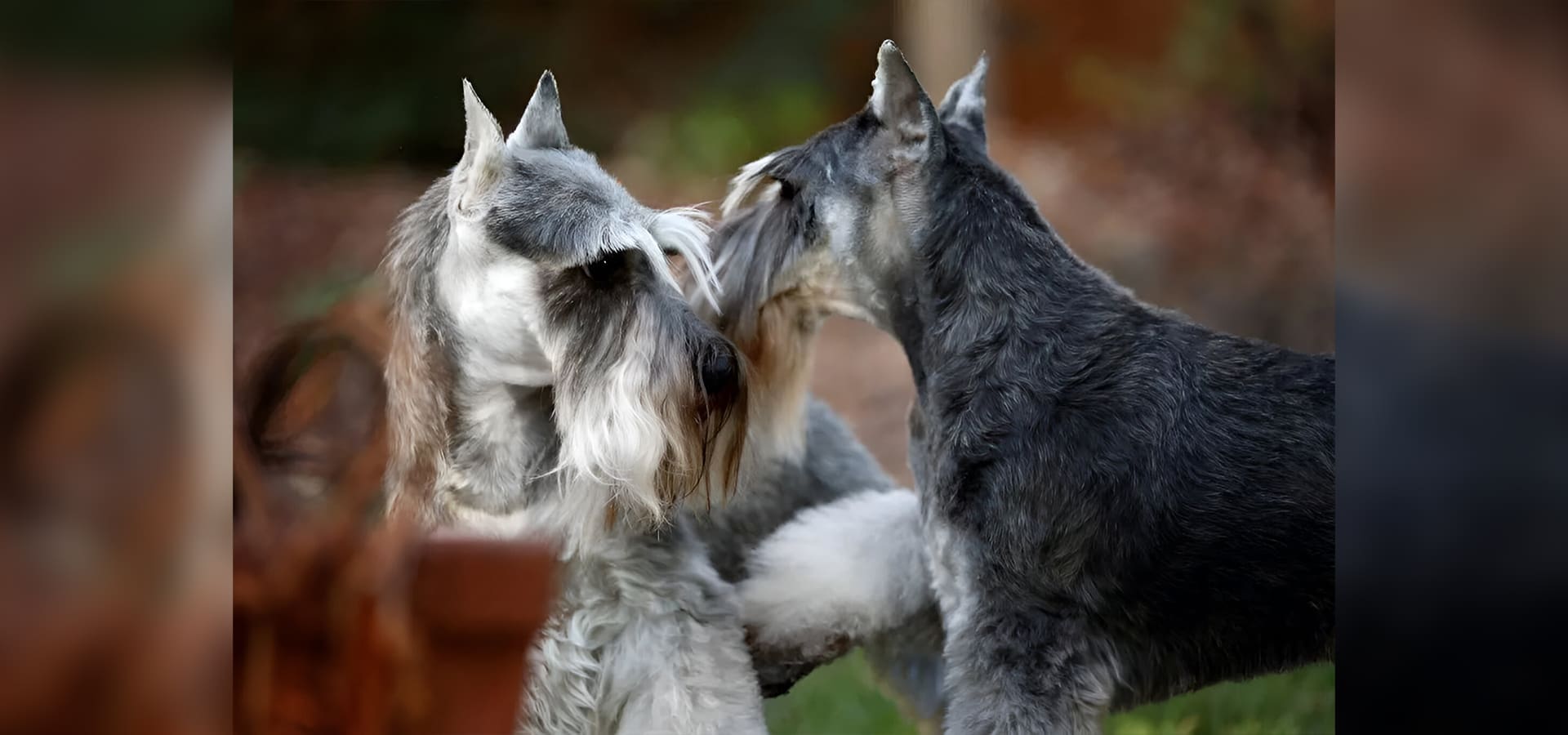 Two dogs playing with each other in a yard.