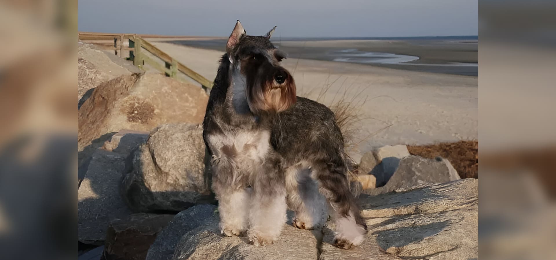 A dog standing on top of rocks near the beach.