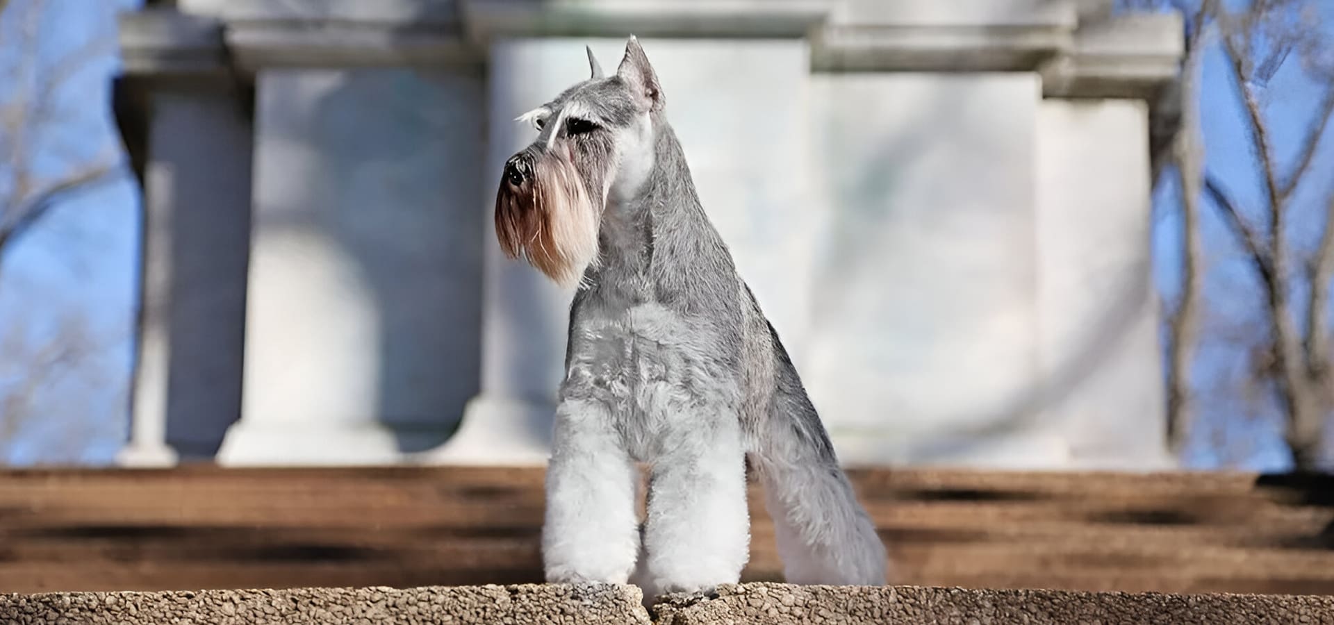 A small dog standing on top of a cement surface.