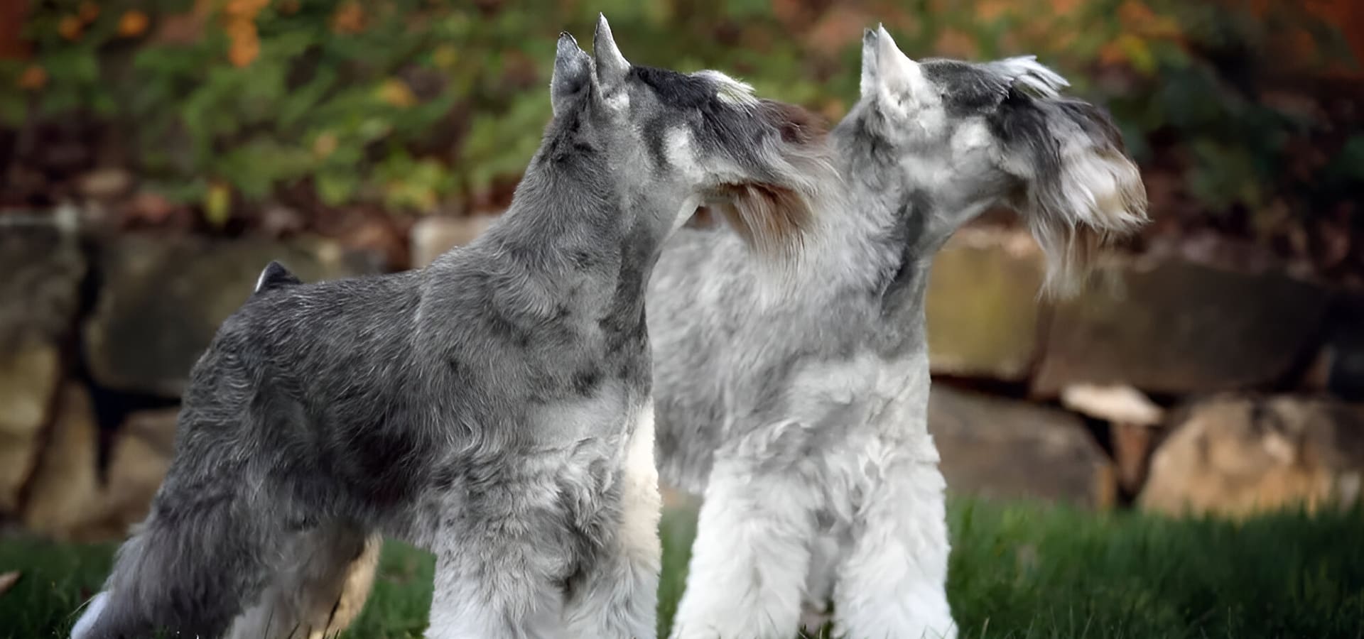 Two dogs standing next to each other on a field.