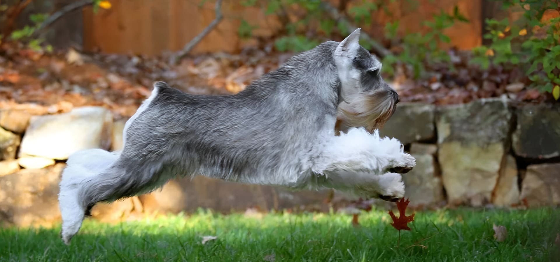 A dog running in the grass near some trees.