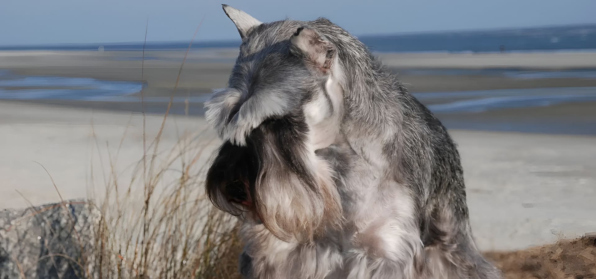 A dog with long hair and fur on its face.