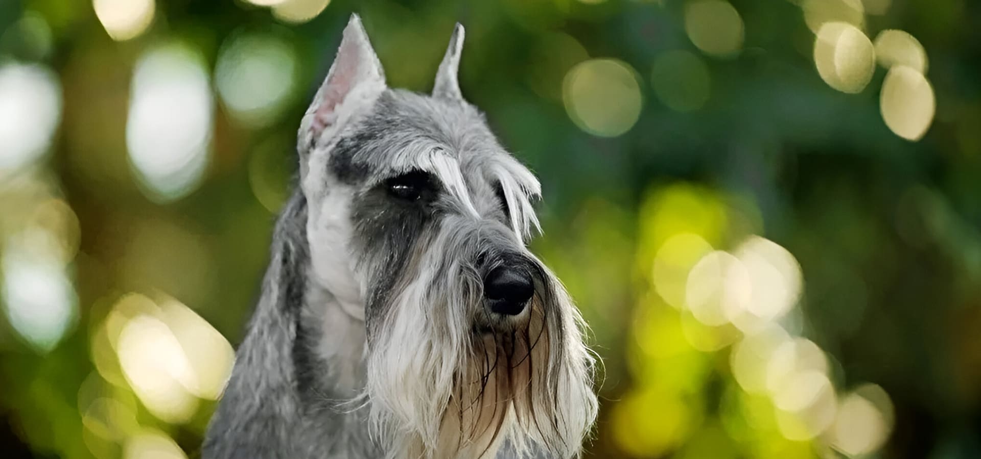 A close up of a dog 's face with trees in the background