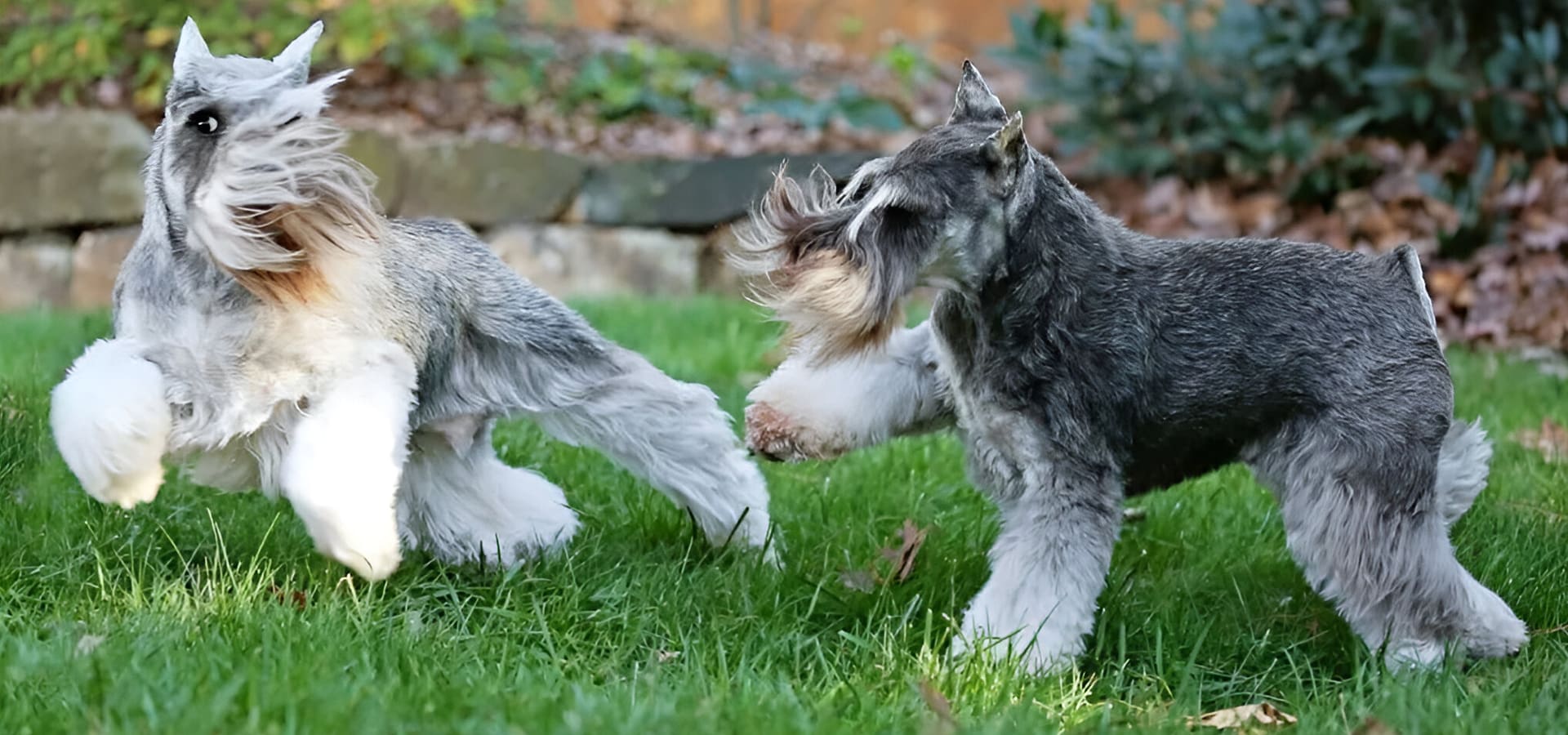 Two dogs playing in the grass together.