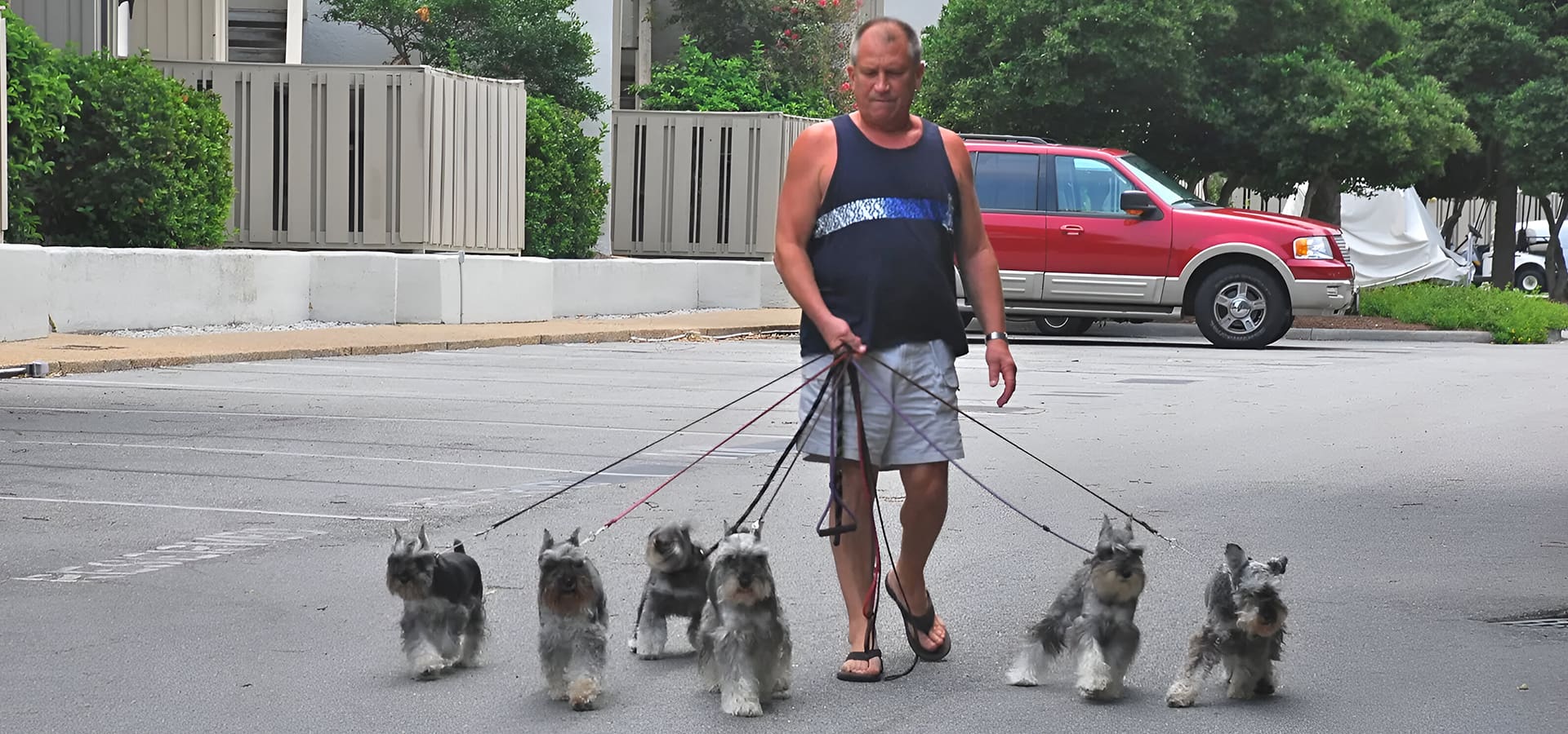 A man walking his dogs on two legs.