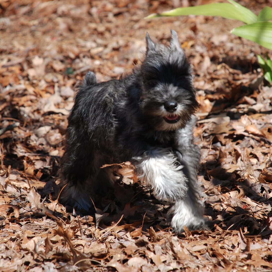 A small dog is running in the leaves.