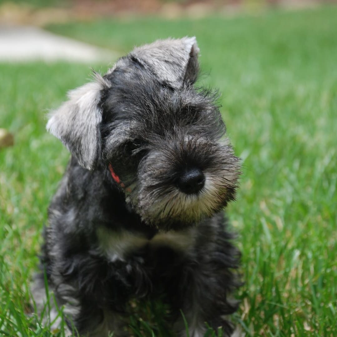 A small dog is standing in the grass.